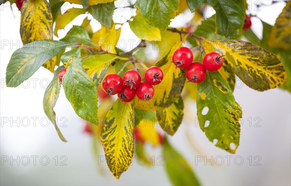 Apple thorn (Crataegus x lavallei 'Carrierei') in autumn