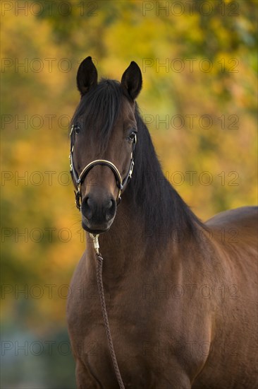 Brown P.R.E. gelding in autumnal portrait