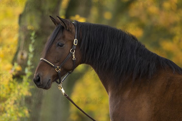 Brown P.R.E. gelding in autumn