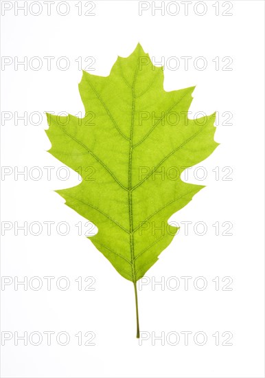 Oak leaf