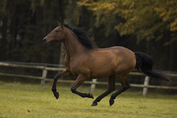 Brown P.R.E. gelding galloping across the pasture in autumn