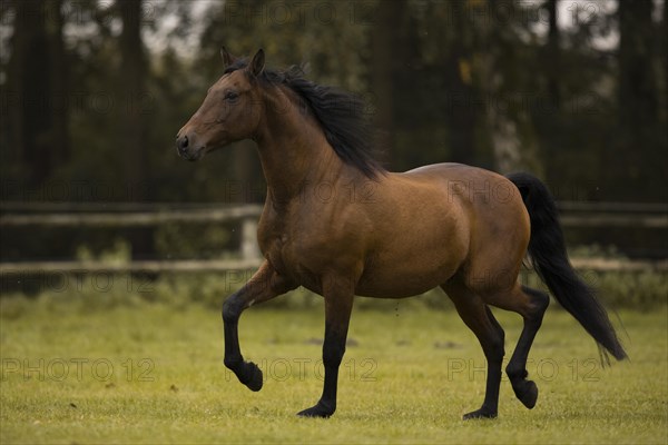 Brown P.R.E. gelding trotting over the pasture in autumn