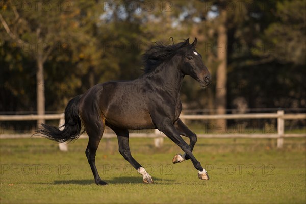 Brown P.R.E. gelding in movement in autumn