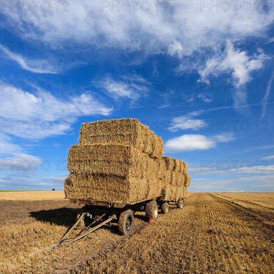 Stubble field