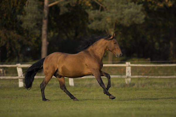 Brown P.R.E. gelding galloping in autumn