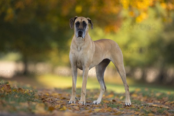 Great Dane in autumn