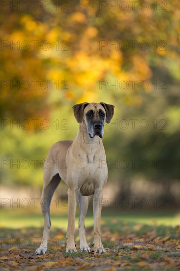 Great Dane in autumn