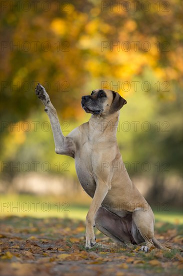 Great Dane in autumn gives paw