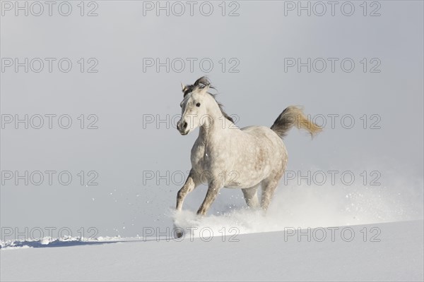 Thoroughbred Arabian mare grey in snow