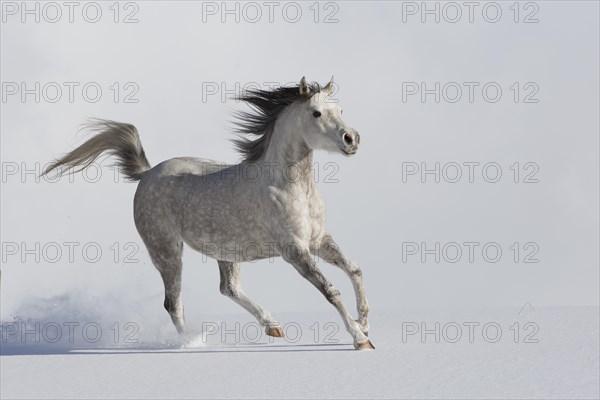 Thoroughbred Arabian mare grey in snow