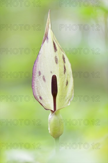 Wild arum (Arum maculatum) in spring