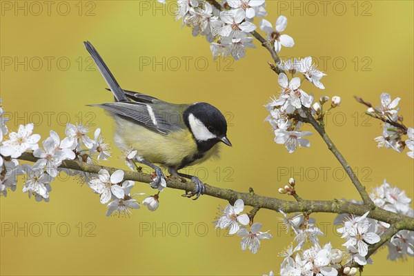 Great tit (Parus major)