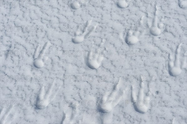 King Penguin (Aptenodytes patagonicus) footprints on snow