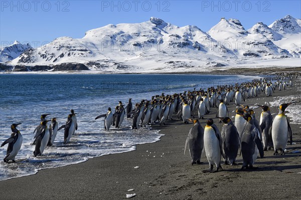 King Penguins (Aptenodytes patagonicus) at the beach