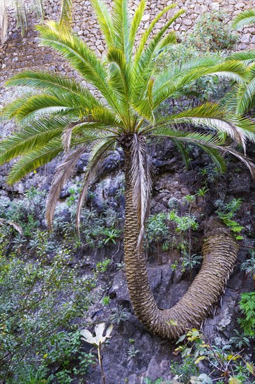 Twisted Palm tree