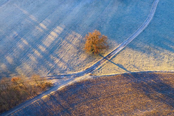 Field paths and oak with hoarfrost in morning light