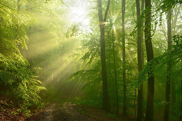 Hiking trail through beech forest with fog in early spring