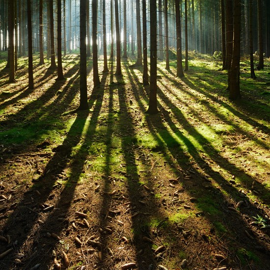 Light-flooded spruce forest