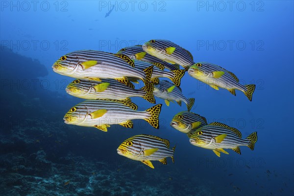 Swarm Oriental sweetlips (Plectorhinchus vittatus) swims in blue water