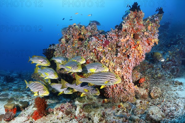 Swarm Oriental sweetlips (Plectorhinchus vittatus) swims off Coral Block