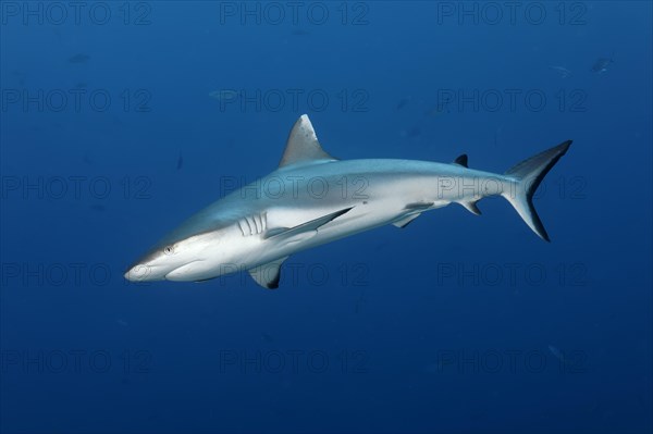 Grey reef shark (Carcharhinus amblyrhynchos)