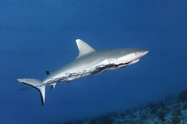 Grey reef shark (Carcharhinus amblyrhynchos) with injury to mouth by plastic fishing net