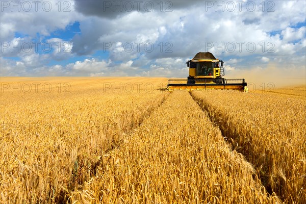 Combine harvester harvests barley