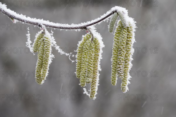 Hazel kittens covered with hoarfrost and snow (Corylus)