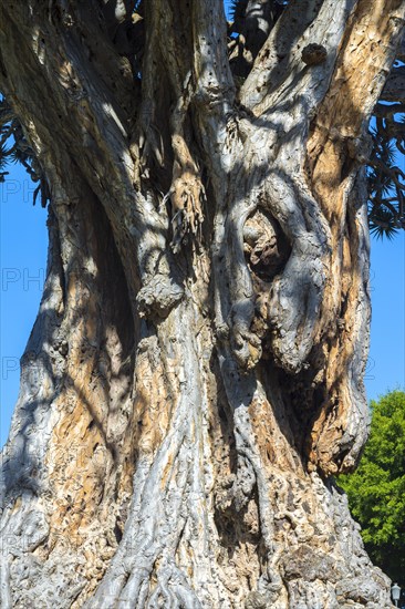 Millennial Dragon Tree (Dracaena draco)