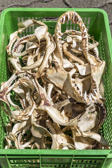 Bites of sharks in a basket as a souvenir