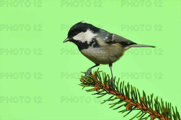 Coal tit (Parus ater)