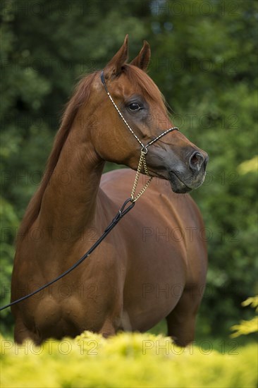 Portrait of a thoroughbred Arabian chestnut mare