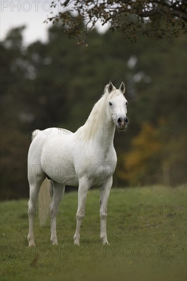 Thoroughbred Arabian grey stallion Statue on the autumn pasture