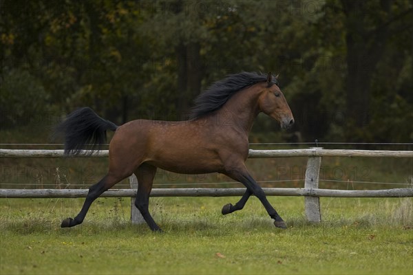 Brown P.R.E. stallion in trot over the paddock