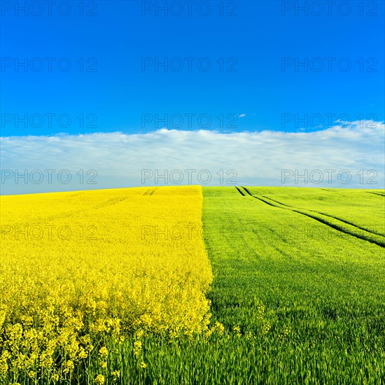 Hill with green cornfield and flowering rape field in spring under a blue sky with clouds