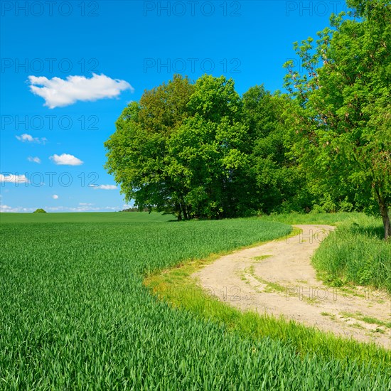 Field path at the edge of a forest through cultural landscape in spring