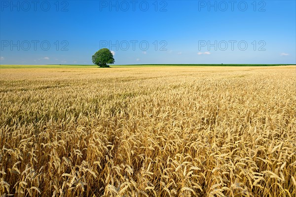 Wheat field under blue sky