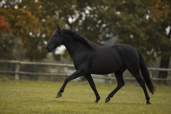 Pura Raza Espanola Black horse trotting over the autumn pasture