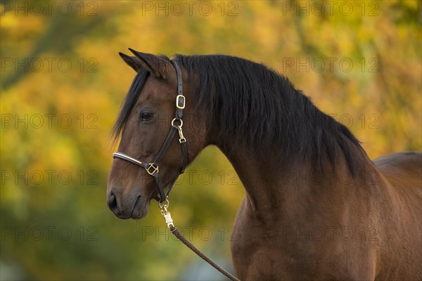 Brown P.R.E. gelding in autumnal portrait