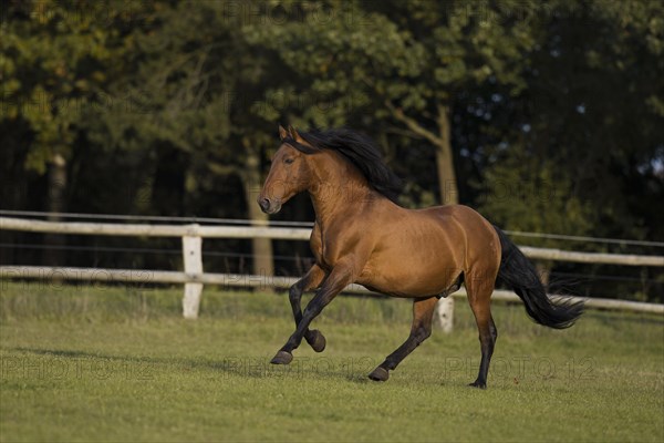 Brown P.R.E. gelding galloping in autumn