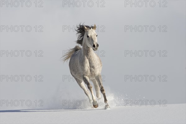 Thoroughbred Arabian mare grey in snow