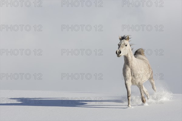 Thoroughbred Arabian mare grey in snow