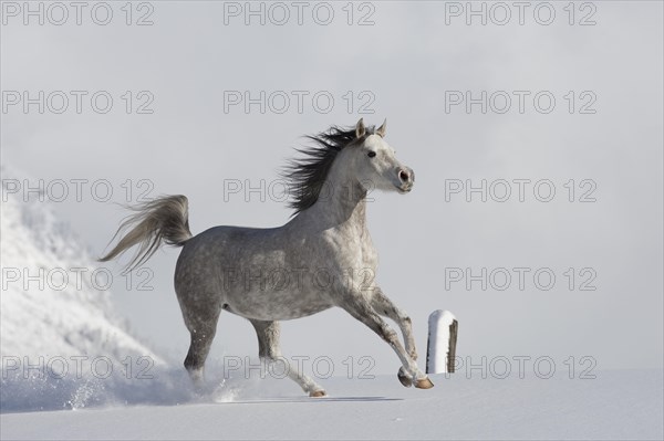Thoroughbred Arabian mare grey in snow