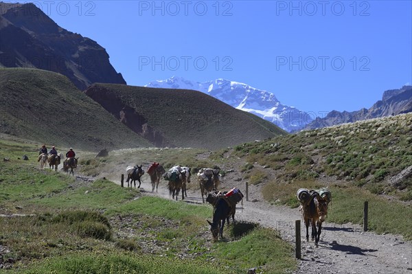 Three riders on mules with pack animals