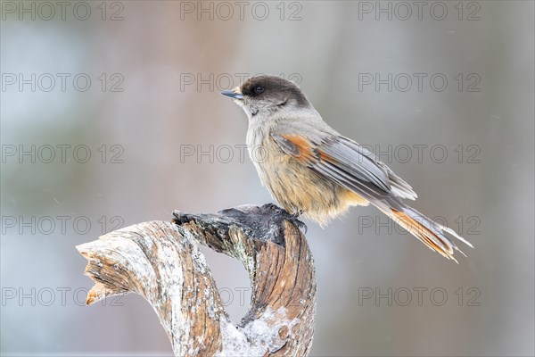 Siberian jay (Perisoreus infaustus) sitting on a branch