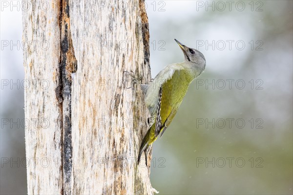 Grey-headed woodpecker (Picus canus) on tree