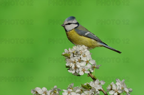 Blue tit (Parus caeruleus) sitting on a flowering branch of a Cherry plum (Prunus cerasifera)