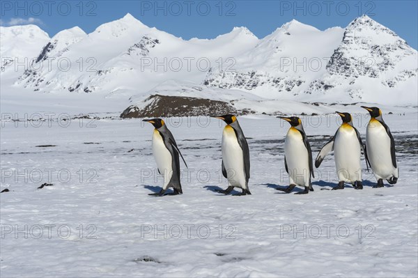 Group of King Penguins (Aptenodytes patagonicus) walking on snow covered Salisbury Plain