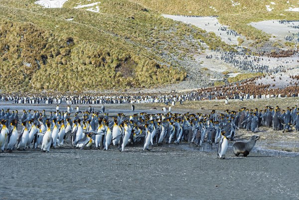 Young Fur seal (Arctocephalus gazella) and King penguins in a colony (Aptenodytes patagonicus)