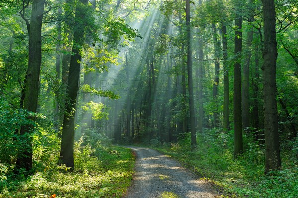 Hiking trail through light-flooded forest